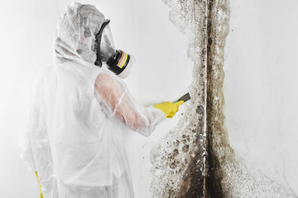 Best Black Mold Removal  in Hughson, CA
