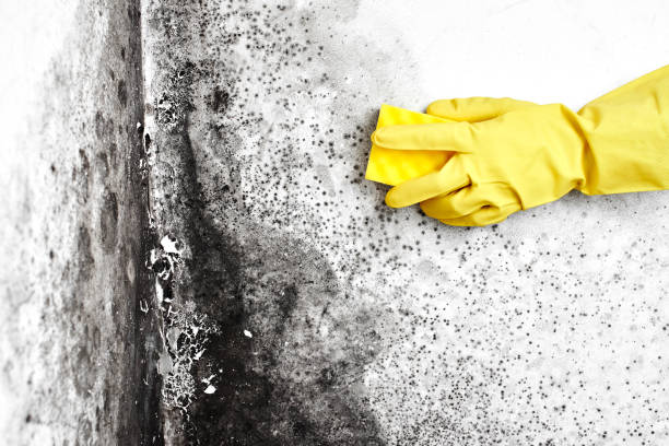 Best Office Mold Removal Services  in Hughson, CA