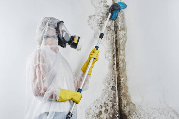 Best Mold Remediation Services  in Hughson, CA