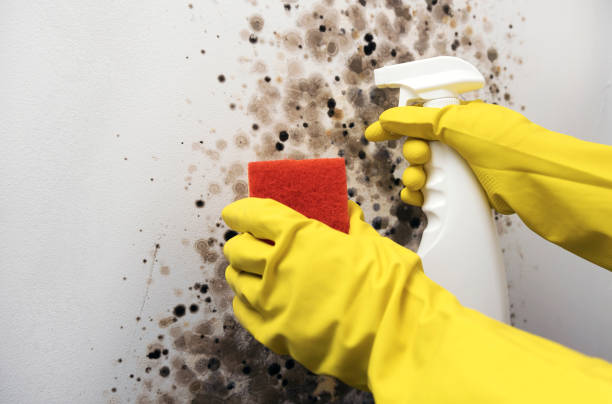 Best Attic Mold Removal  in Hughson, CA