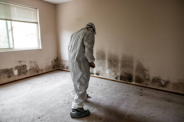 Best Black Mold Removal  in Hughson, CA