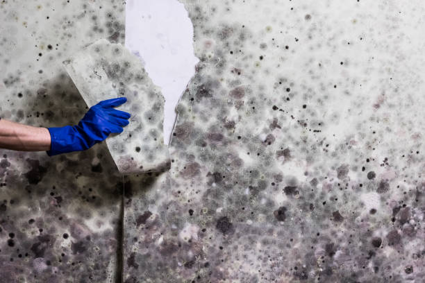 Best Mold Testing  in Hughson, CA