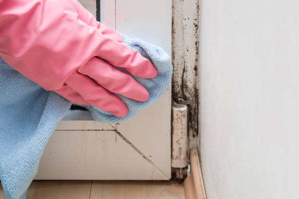 Best Professional Mold Removal  in Hughson, CA