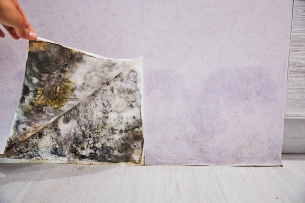 Best Mold Removal Near Me  in Hughson, CA